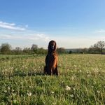 𝕊𝕔𝕠𝕥𝕥 🤍 - @scott.the.irish.setter - Instagram