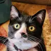 Must like Cat Hair - @scottishamy - TikTok