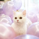 @scottjump.cat - Instagram