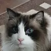 scottyo'keefe - @aurtherthecat - TikTok