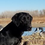 Scott Kemble - @rrretrievers - Instagram