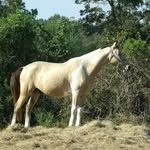 Scott Douglas Ladner - @theladnerbarrelracers01 - Instagram