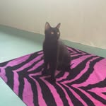 Scott Lamping - @yellohare - Instagram
