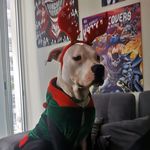 Scott Lang - @scottlang.elperro - Instagram