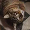 Scott LaPierre - @scottlapierre85 - TikTok