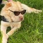 Scott le bearcoatosaure - @scott.le.sharpei - Instagram