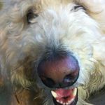 Scott Lesh - @scottlesh - Instagram
