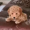Scott Liddle - @ginge7899 - TikTok