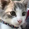 Diane Scott Limbach - @catz_meow0 - TikTok