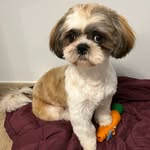 Scotty Dog - @scotty_limoges - Instagram