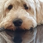Scott Litton-hayes - @altiorapetamus - Instagram