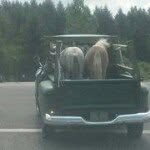 Scott Livingstone - @boring97009 - Instagram