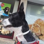 Scott Lourenço - @scott_the_cool_dog - Instagram