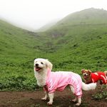 Scott & Lucky - @lucky_and_scott - Instagram