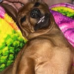 @scott_lucky_pantera_benjamin - Instagram