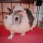 ᵖᵒʳᵠᵘⁱⁿʰᵃ ᵈᵃ ⁱⁿᵈⁱᵃ - @scott.mabell - Instagram