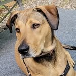 Scott MacCabe - @happytailshappytrails - Instagram