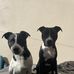 Scott Macduffie - Facebook