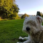 Scott MacIver - @maciver_scott - Instagram