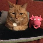 Scott MacWilliams - @grumpibastid - Instagram