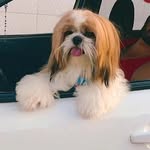 Scott a mais d bala 🤪 - @scott_01_pet - Instagram