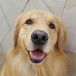 Scott, o mais lindo! 🐶🐾💙 - @scott_goldenretriever - Instagram