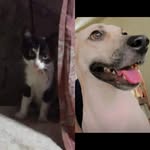 Scott y Manchas - @scott_manchas2510 - Instagram