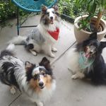 SCOTT & SKYE & MAPLE & NIBS - @scott.skye.maple.nibs - Instagram