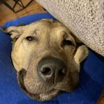 Scott Markowitz - @iamthewalrus1978 - Instagram