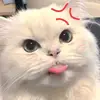 SCO TTMATSUDAk - @sco.ttmatsudak - TikTok