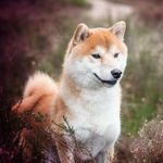 Scott Maxwell - @scotty_the_shiba - Instagram