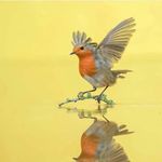 Scott O. Mcafee - @mcafeebirdslover - Instagram