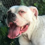 Scott McCaig Jr. - @my_dog_gunnar - Instagram