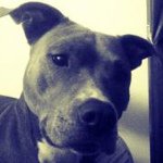 Scott McCracken - @irish_blue_pitbull - Instagram