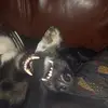 Scott McCracken - @scott.mccracken7 - TikTok