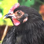 Scott Mcquarrie - @hiddenvalleyfarmsspruce - Instagram