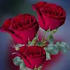 Scott Melrose - @scott.melrose3 - TikTok