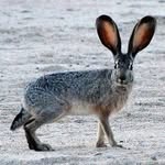 Liam scott millican - @the_fast_rabbit2012 - Instagram