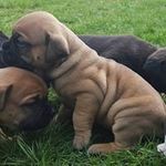 Scott Mole - @holymoleybullies - Instagram
