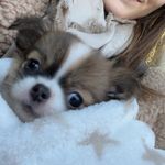 Coucou moi c’est Scott ! 🐾 - @scott.monfils_ - Instagram