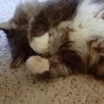 Scott Morehead - @wood_coot - Instagram