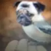 scottmorel - @peanutmmmjelly - TikTok