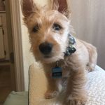 Theodore Evelyn Mosby - @tedmosbythescottie - Instagram