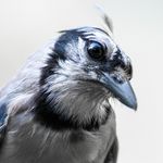 Scott Mullens - @surprisedbyjay - Instagram