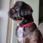 Scott🐶 - @scottmuniz_ - Instagram