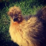 Scott Neese - @headzinelady - Instagram