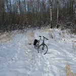 scott neis - @siberian_musher - Instagram