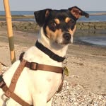 Scott Olnhausen - @charlieothedog - Instagram