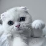🧅 - @onionthescottishfold - Instagram