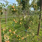 Mary Scott Community Orchard - @mary_scott_community_orchard - Instagram